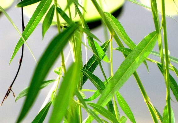 日韩楠竹用途与功效视频,多功能用途与神奇功效揭秘