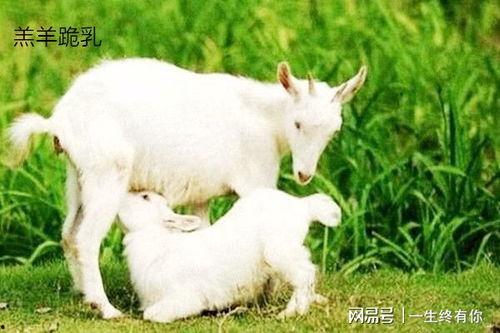 百万网红小羊吃瓜