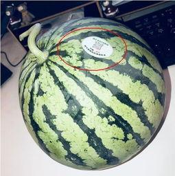 网红吃瓜胖子,揭秘娱乐圈幕后真相的“瓜王”