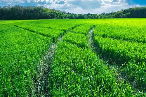 成人绿萝视频教程